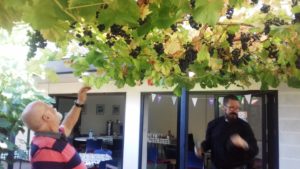 All Saints Wine 2019 - Grape picking